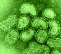 20100716082814-virus-gripe1.jpg
