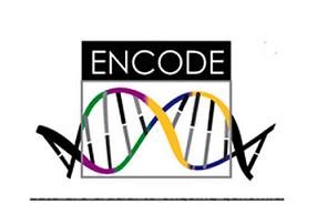 Proyecto ENCODE (Enciclopedia de los Elementos del ADN), la investigación de mayor envergadura que en la actualidad se está llevando a cabo en el campo de la genómica